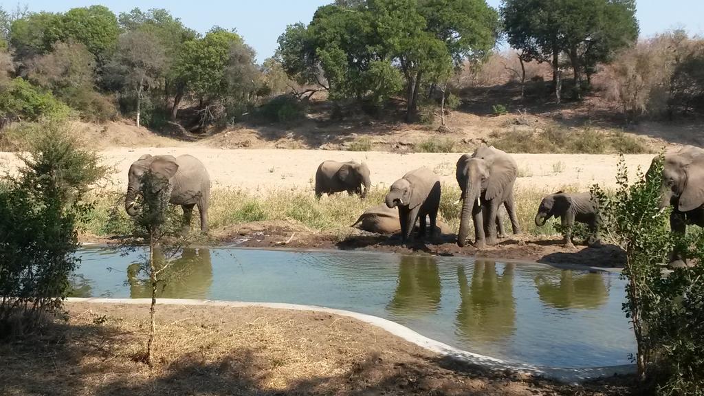 Simbavati River Lodge محمية تيمبافاتي غيم المظهر الخارجي الصورة