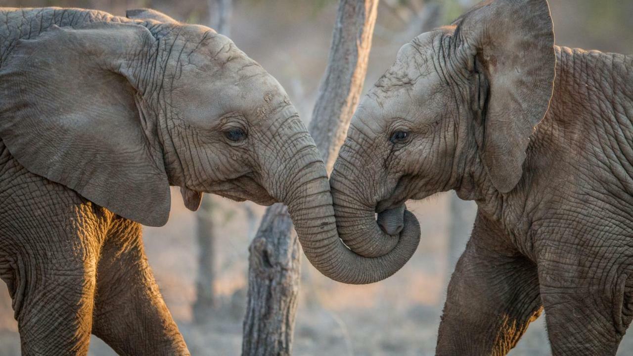 Simbavati River Lodge محمية تيمبافاتي غيم المظهر الخارجي الصورة